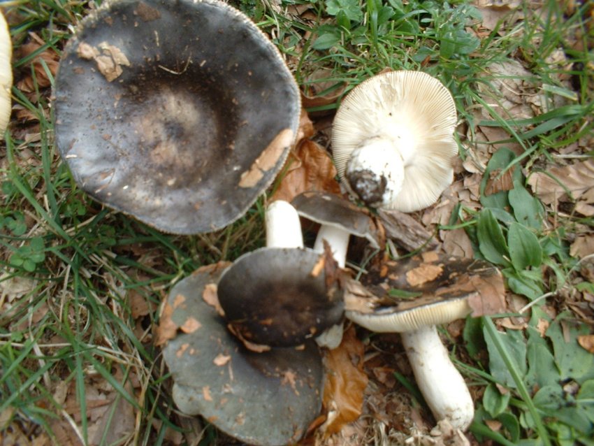 russula da determinare